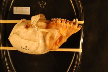 Media type: image;   Mammalogy 21147